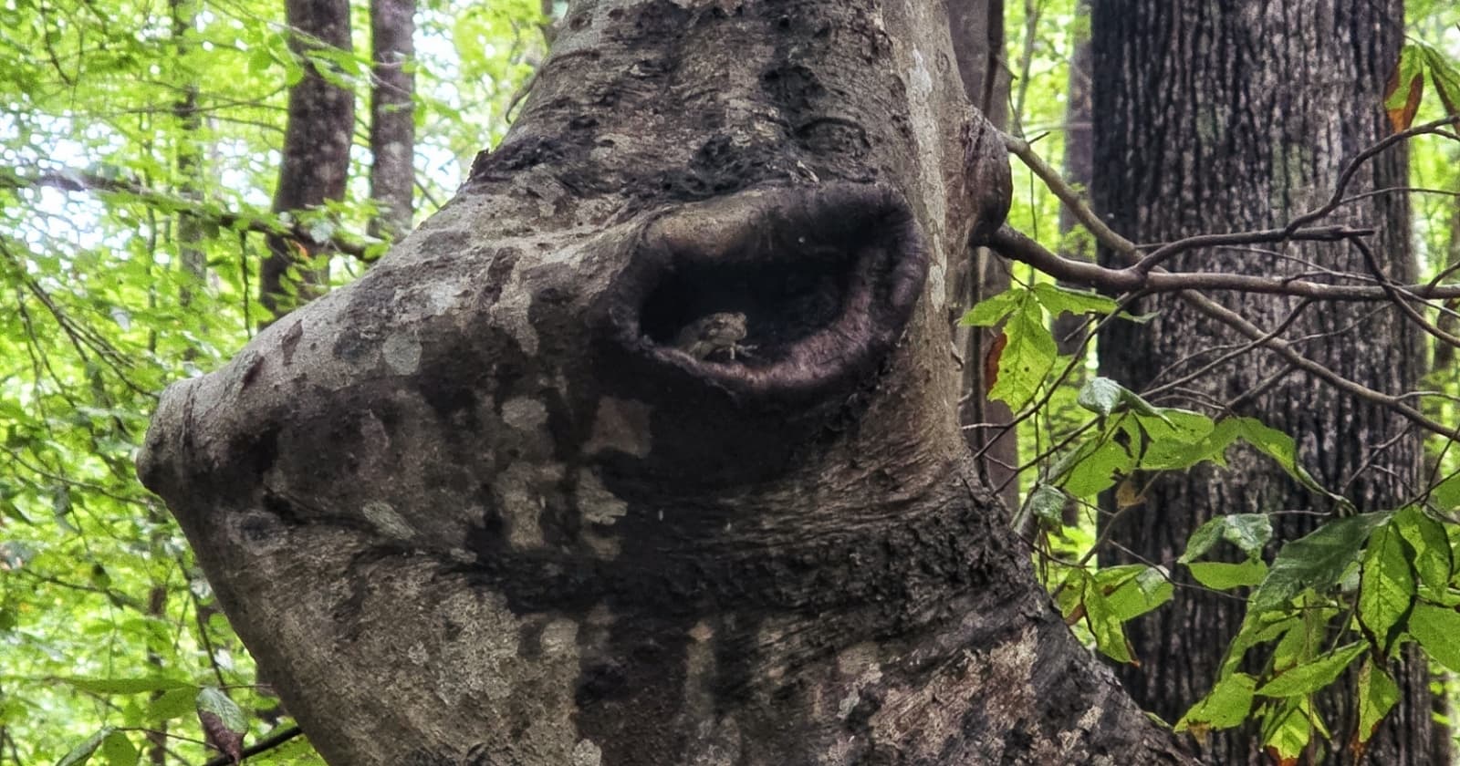 Why I Love to Photograph Tree Hollows, and Why You Might, Too!